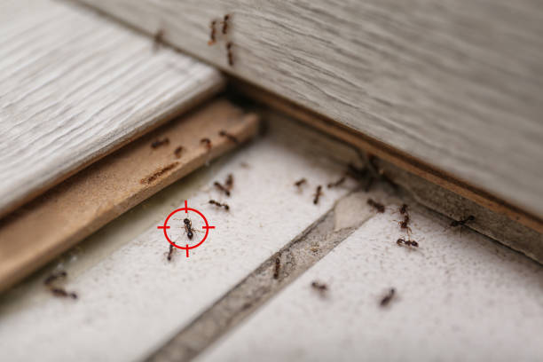 Best Flea Control Services  in Guyton, GA