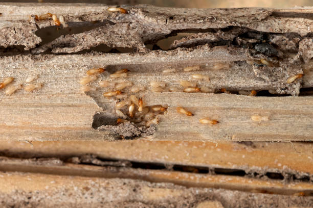 Best Best Pest Control Companies  in Guyton, GA